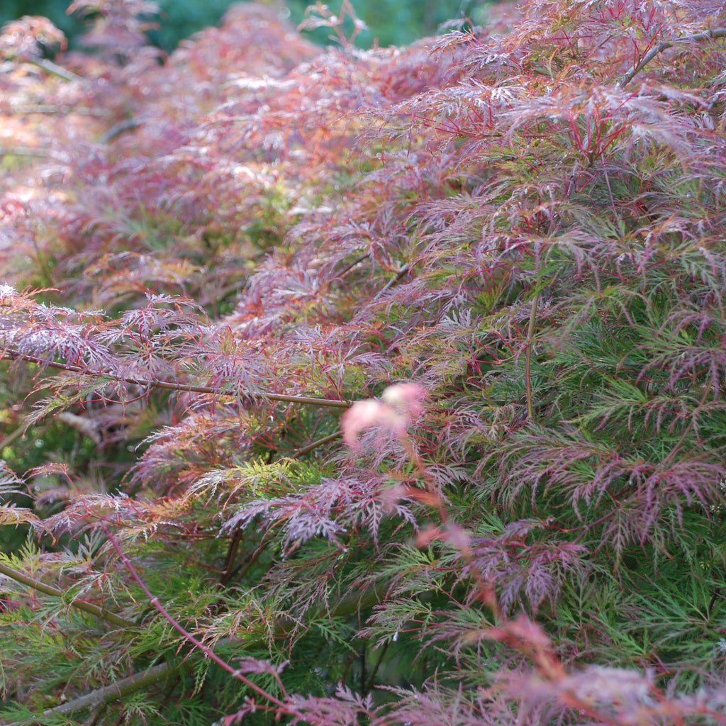 Acer Emerald Lace Image