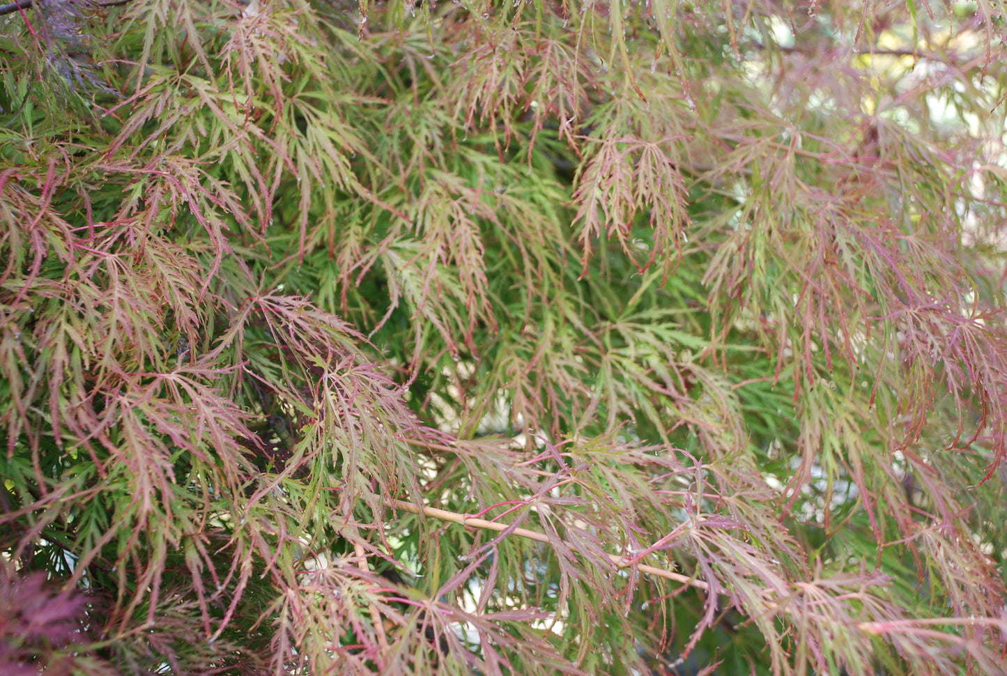 Acer Emerald Lace autumn