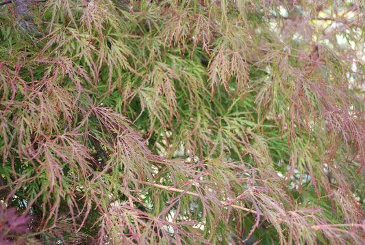 Acer Emerald Lace autumn