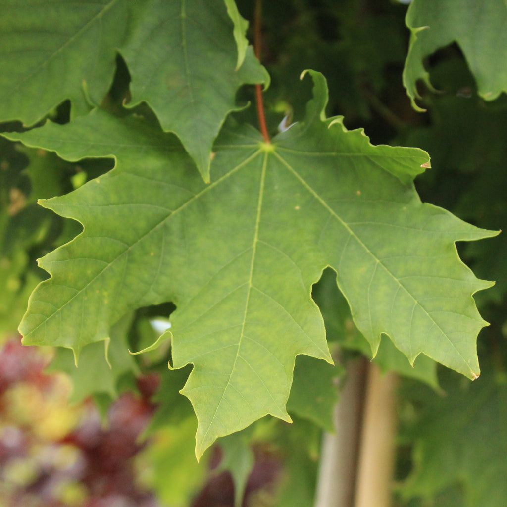 Acer Globulosum Image