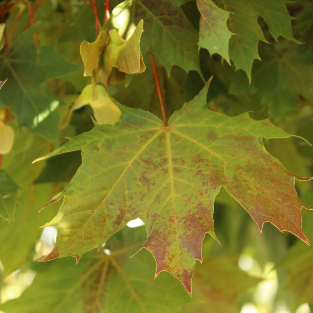 Acer Globulosum Image