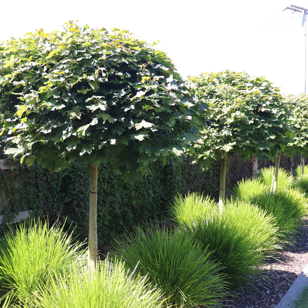 Acer Globulosum Image