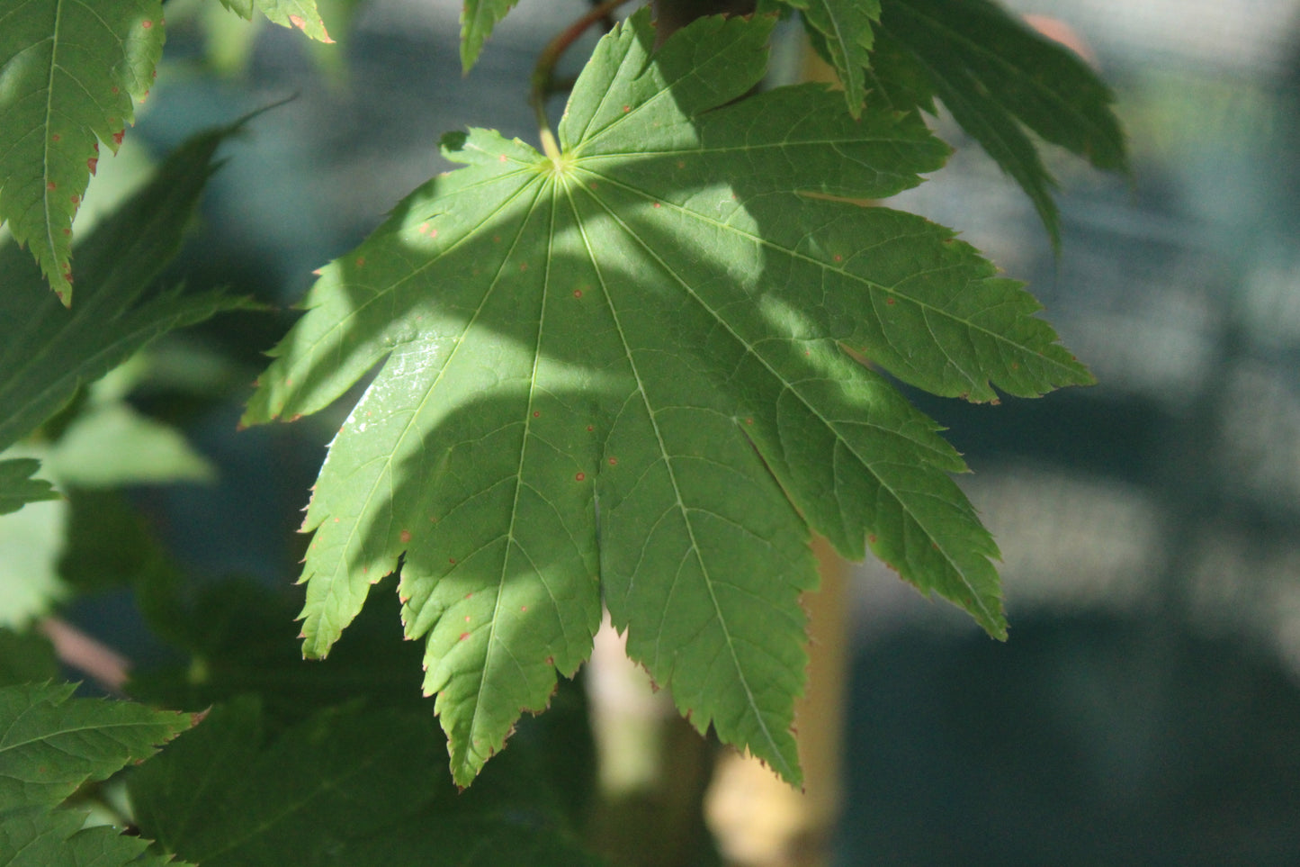 Acer J. Vitifolium 