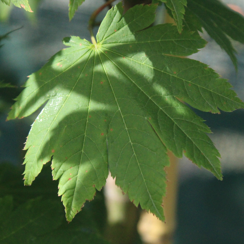 Acer japonicum Vitifolium Image