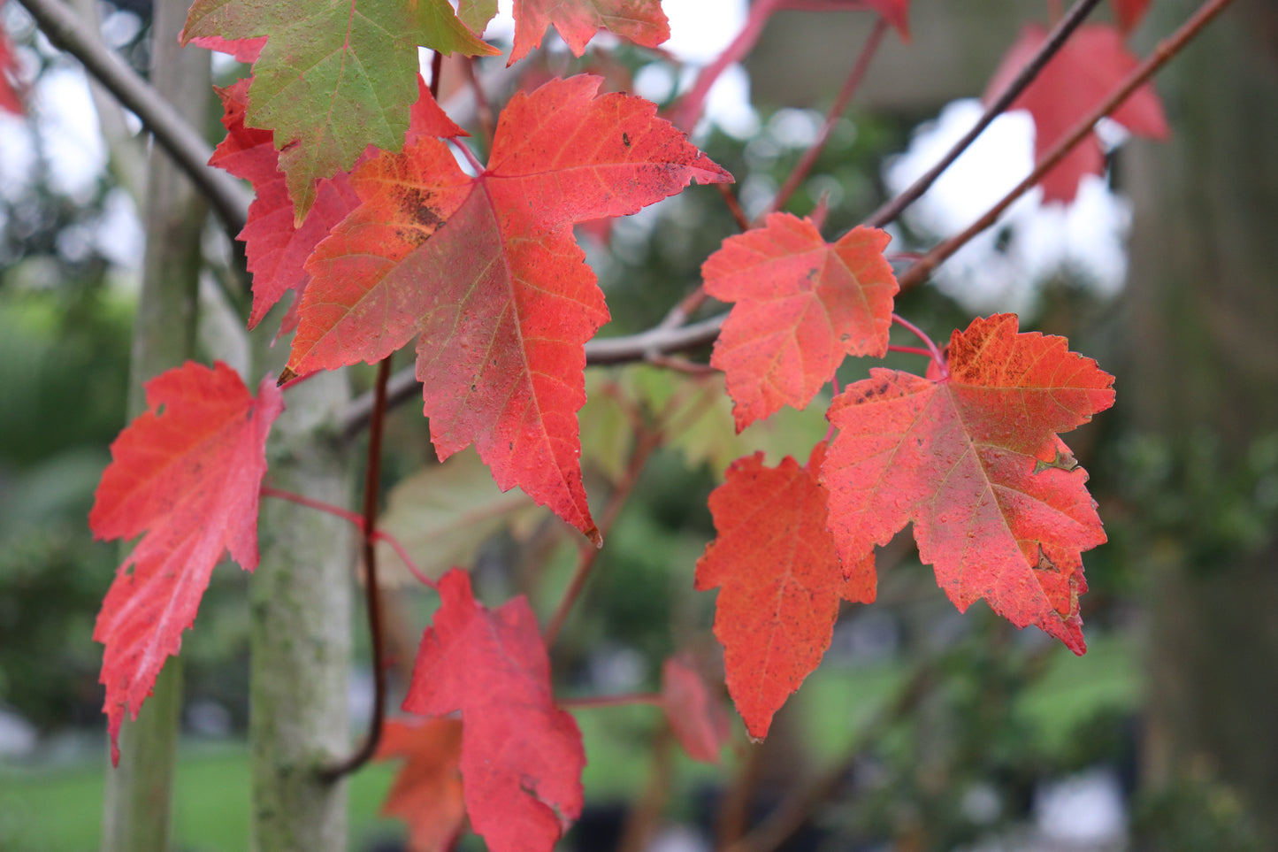 Acer Jeffers Red 3