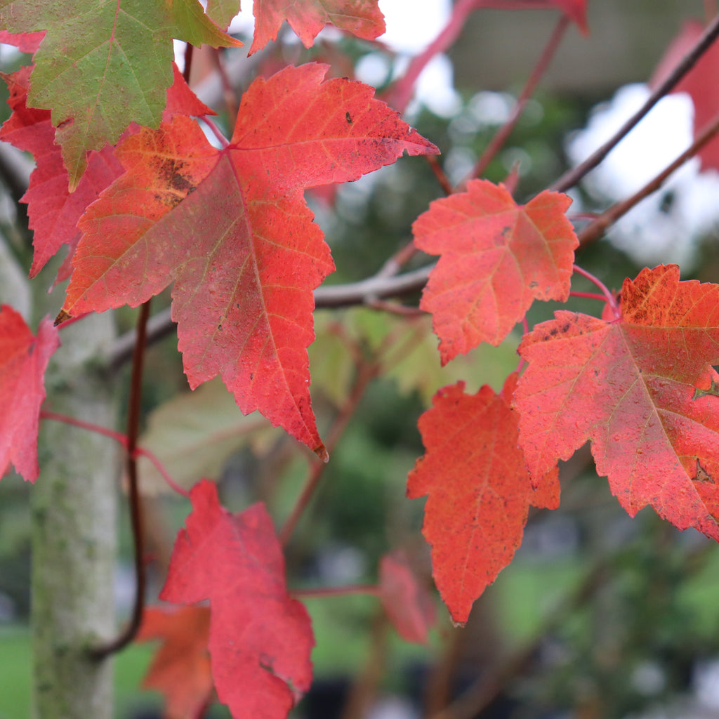 Acer Jeffers Red Image