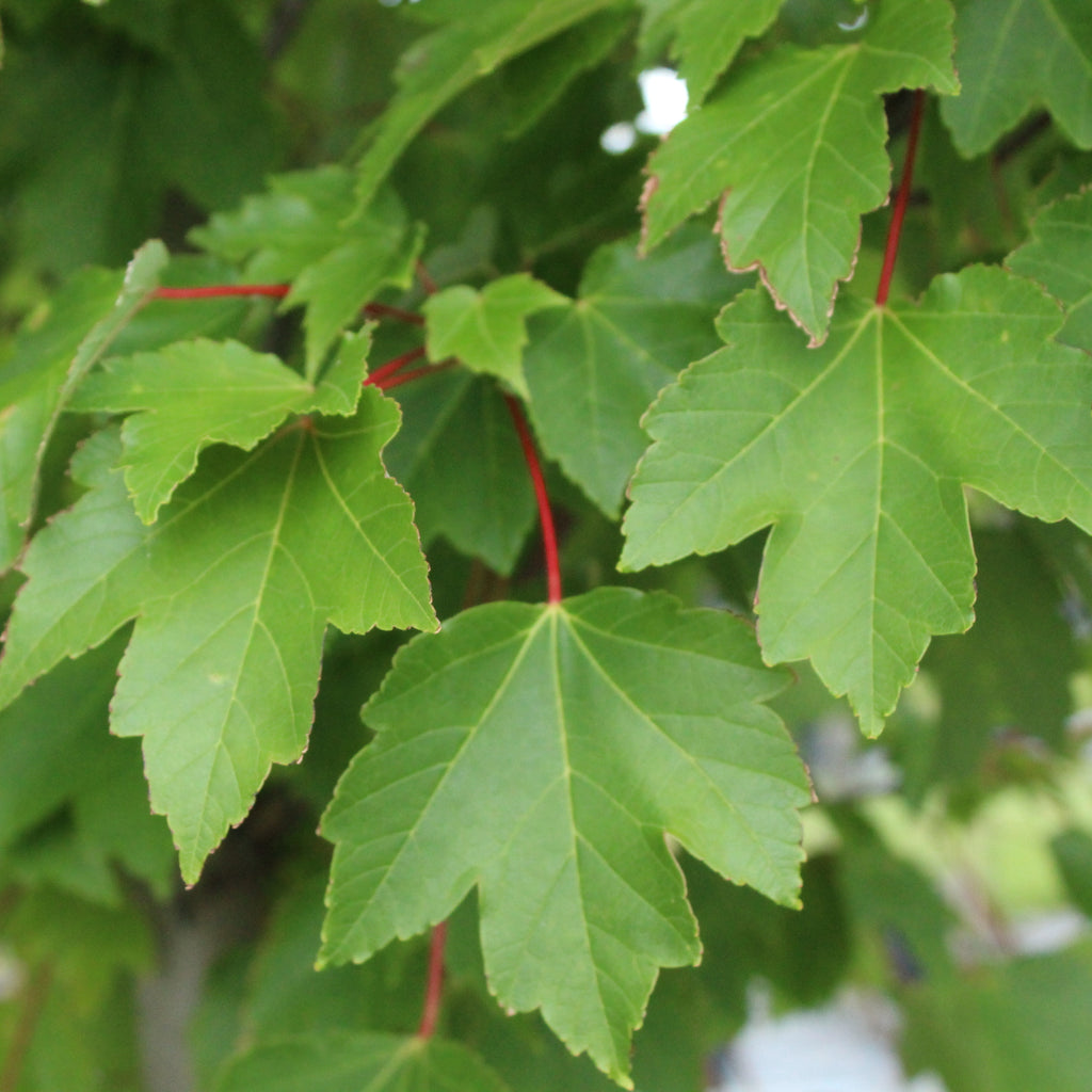 Acer October Glory Image