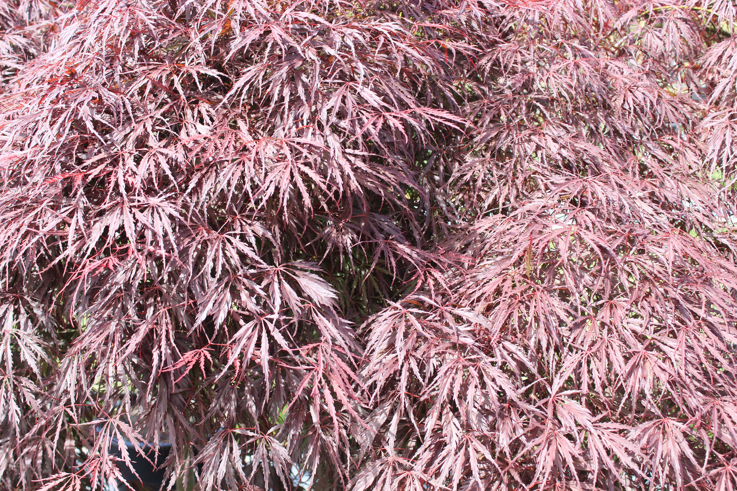 Acer Tamukeyama