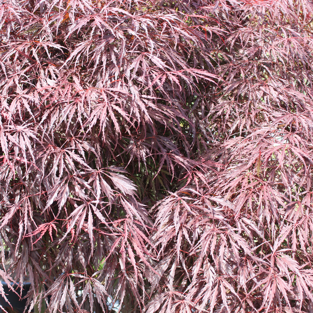 Acer Tamukeyama Image