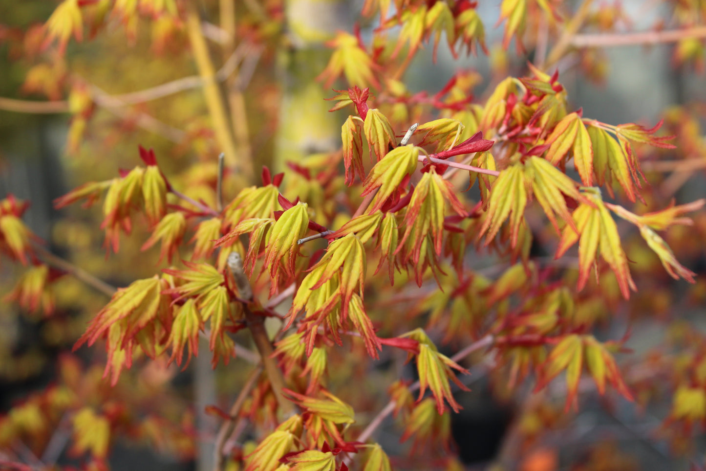 Acer Ueno Yama 2