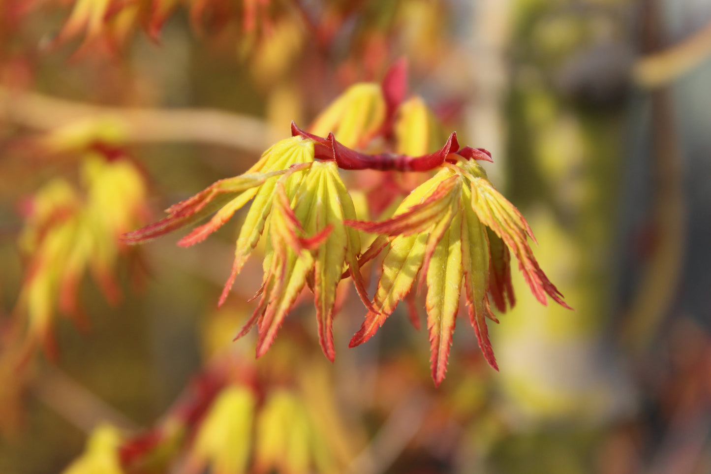 Acer Ueno Yama close up
