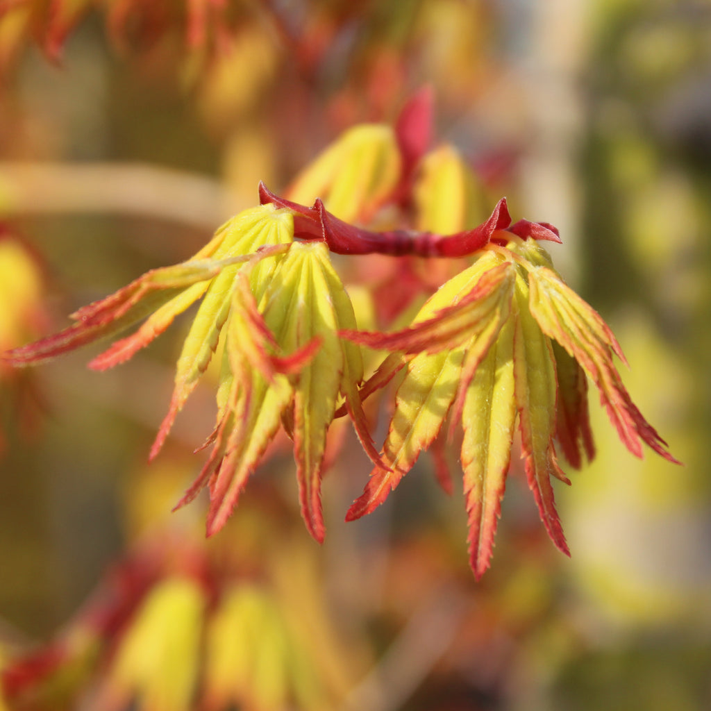 Acer Ueno Yama Image
