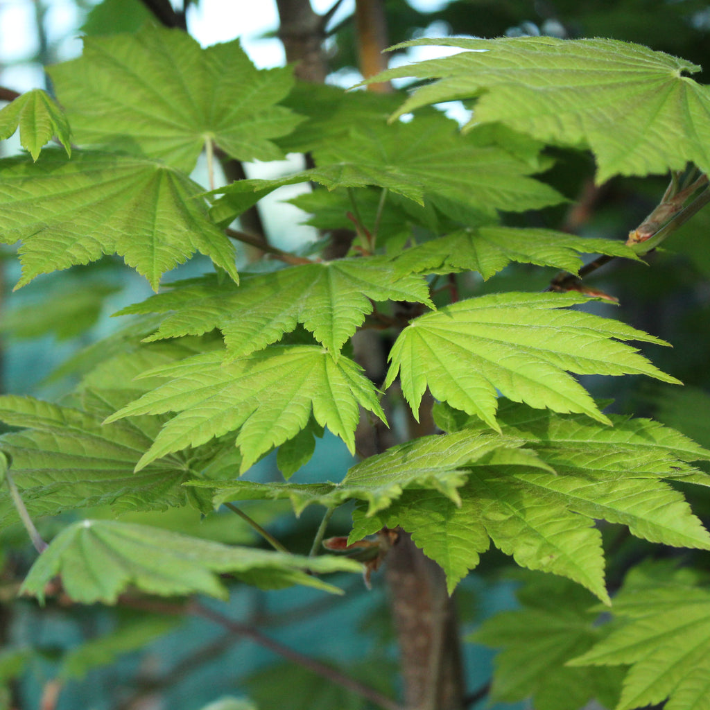 Acer japonicum Vitifolium Image