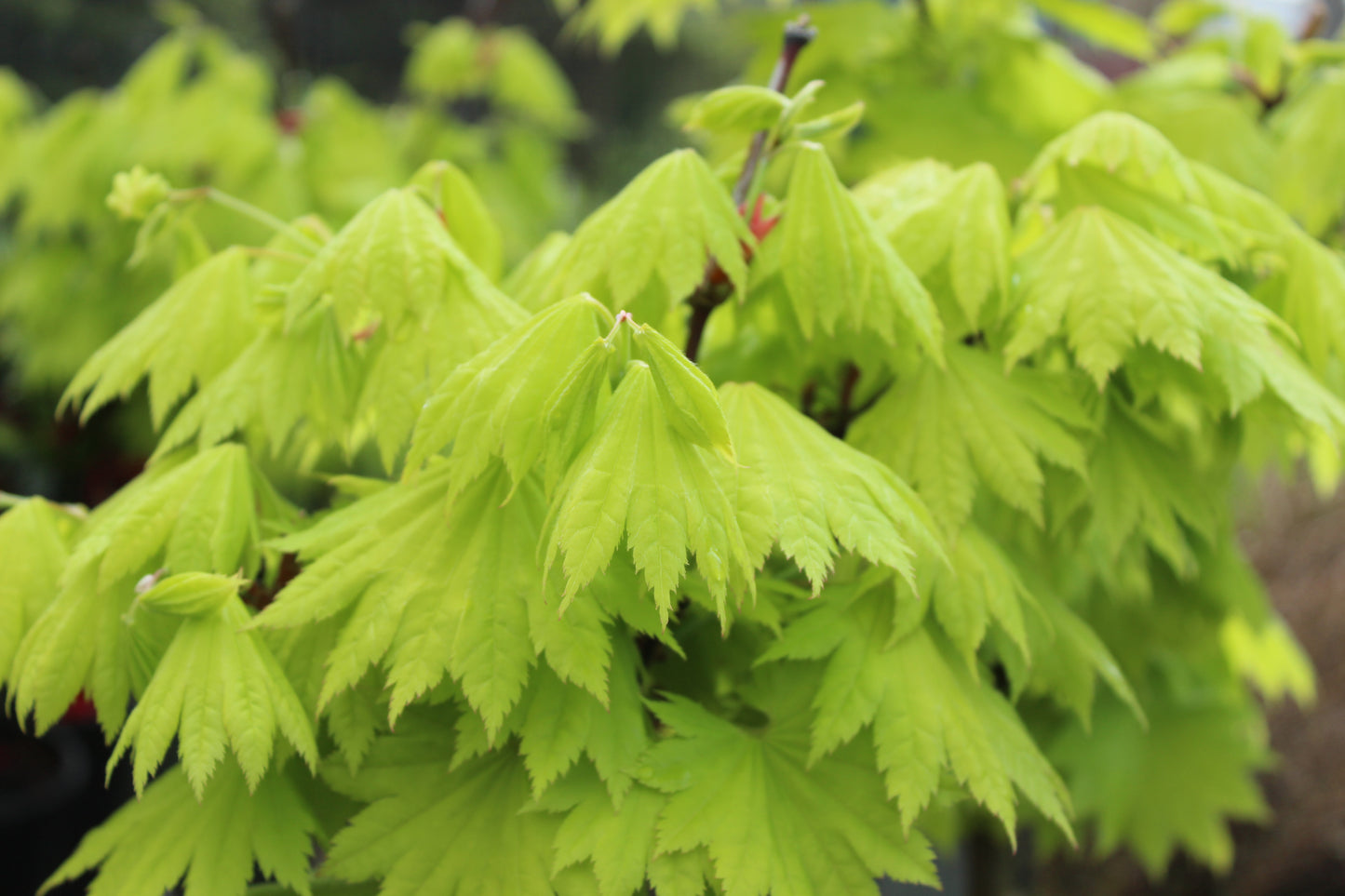 Acer japonicum aureum