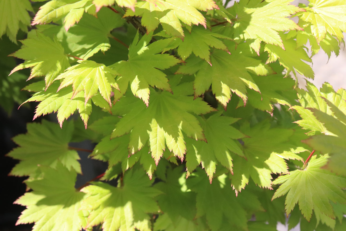 Acer japonicum aureum 1