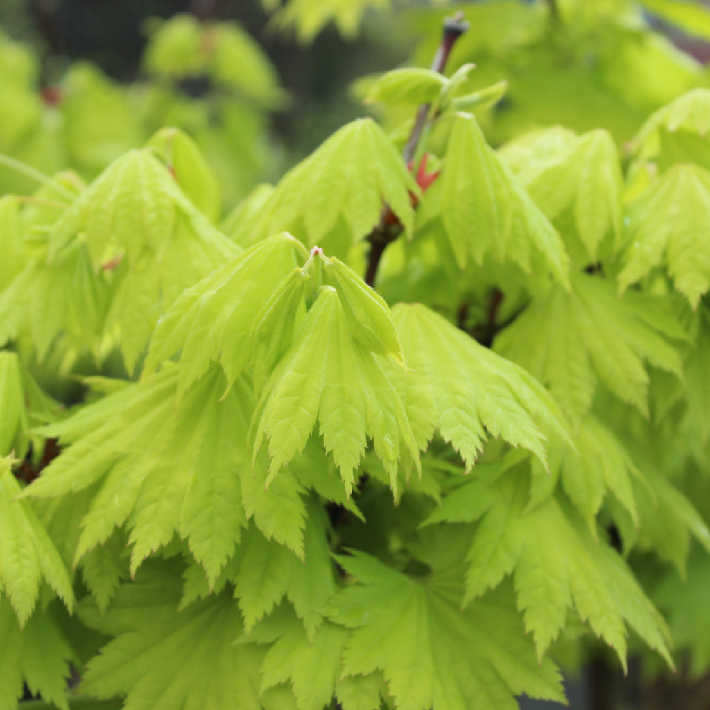 Acer japonicum aureum Image