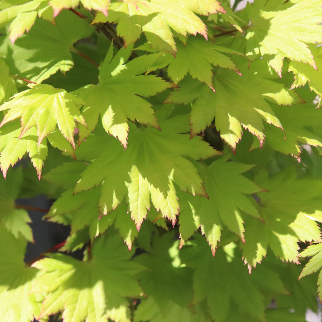 Acer japonicum aureum Image