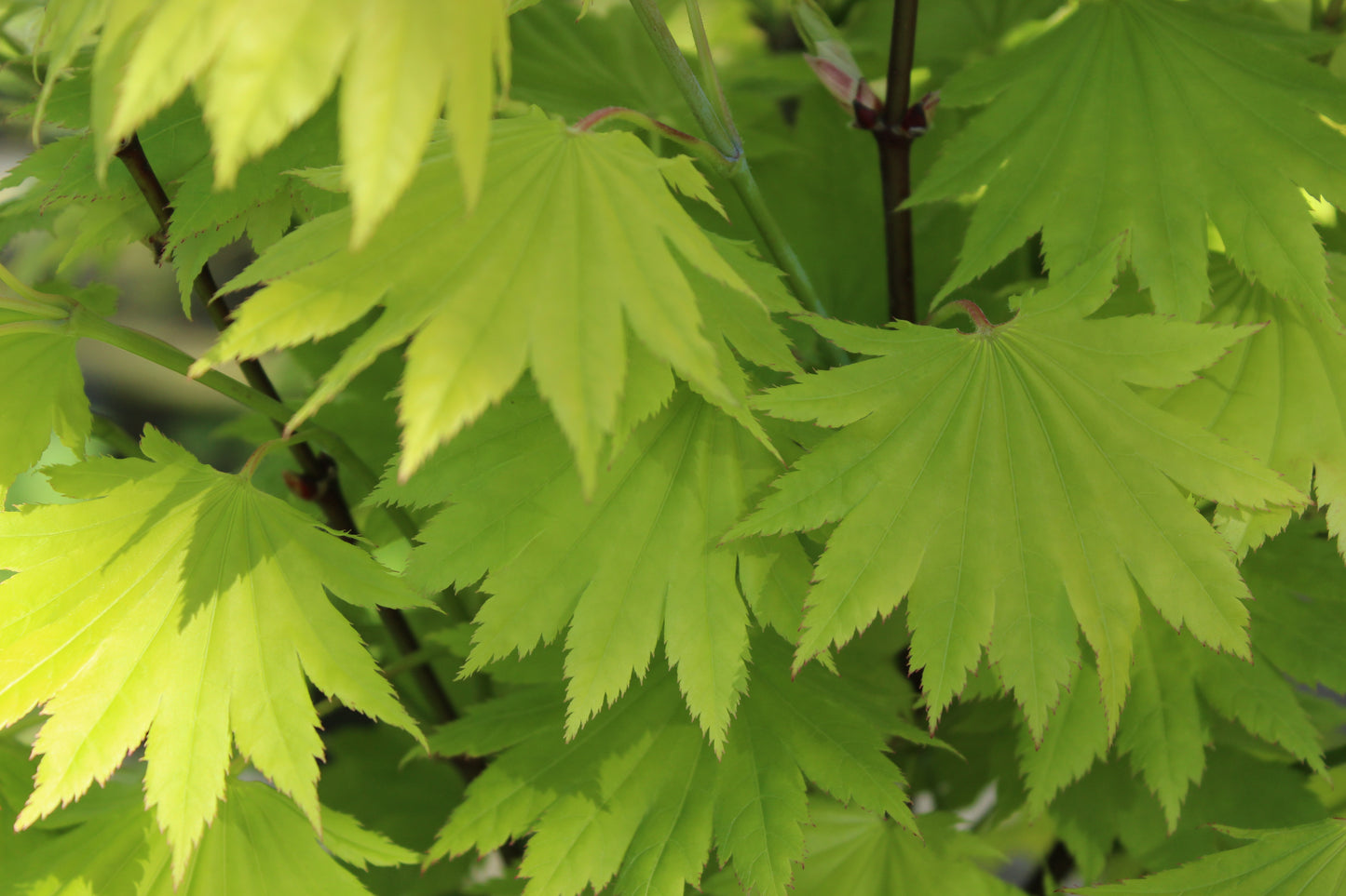 Acer japonicum aureum 2