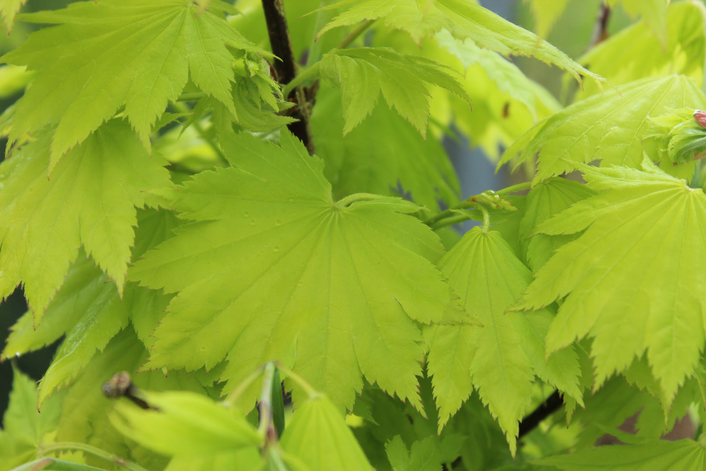 Acer japonicum aureum 4