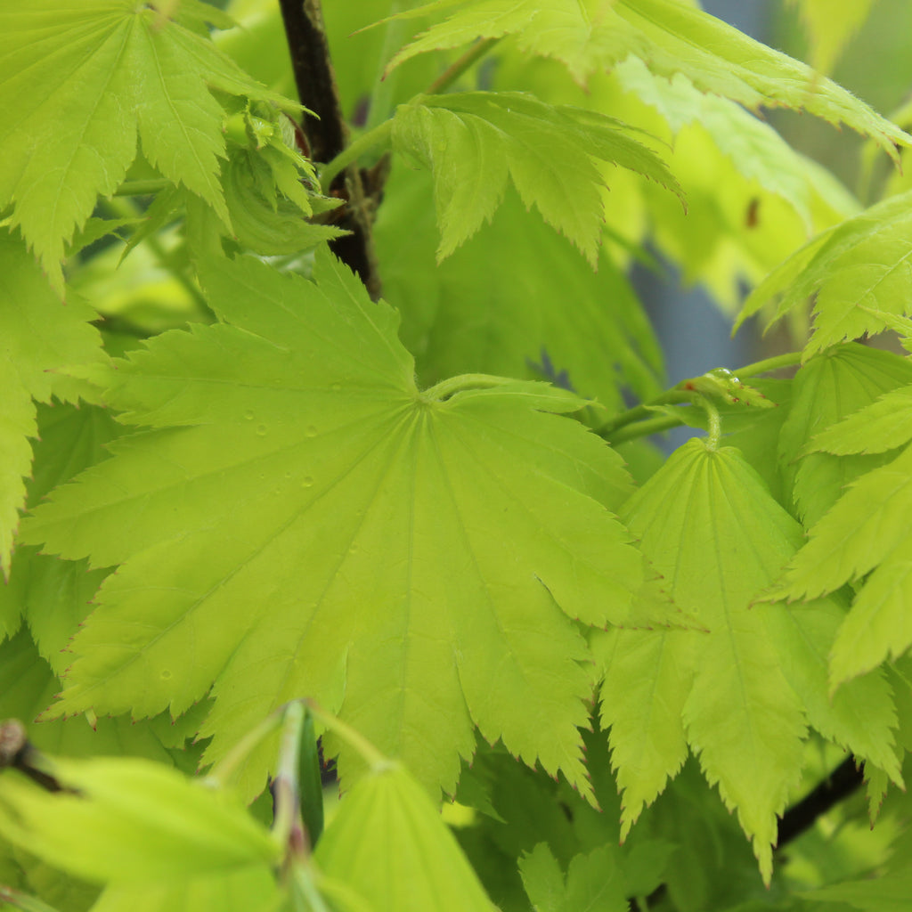 Acer japonicum aureum Image