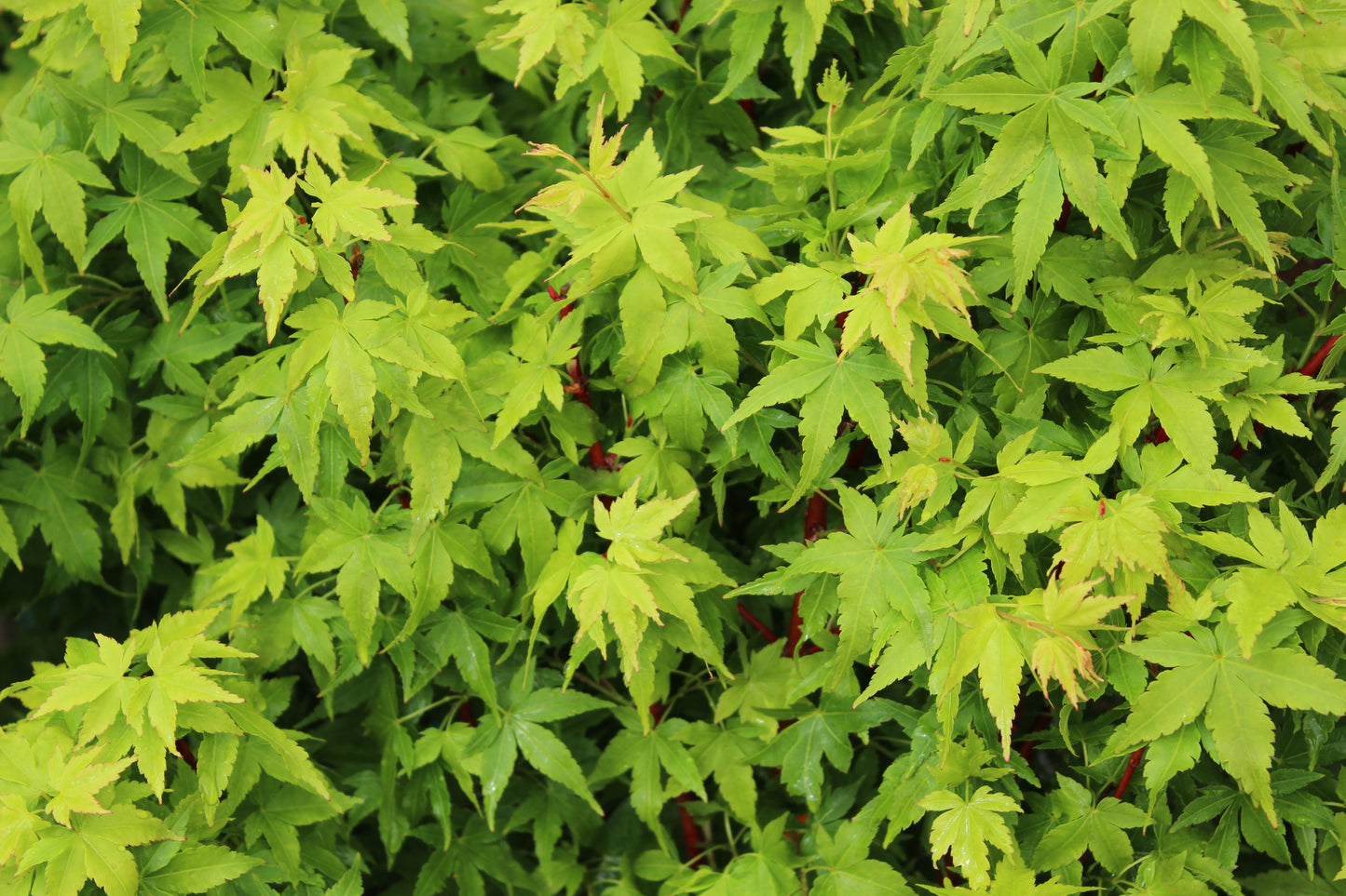 Acer palmatum Fjellheim