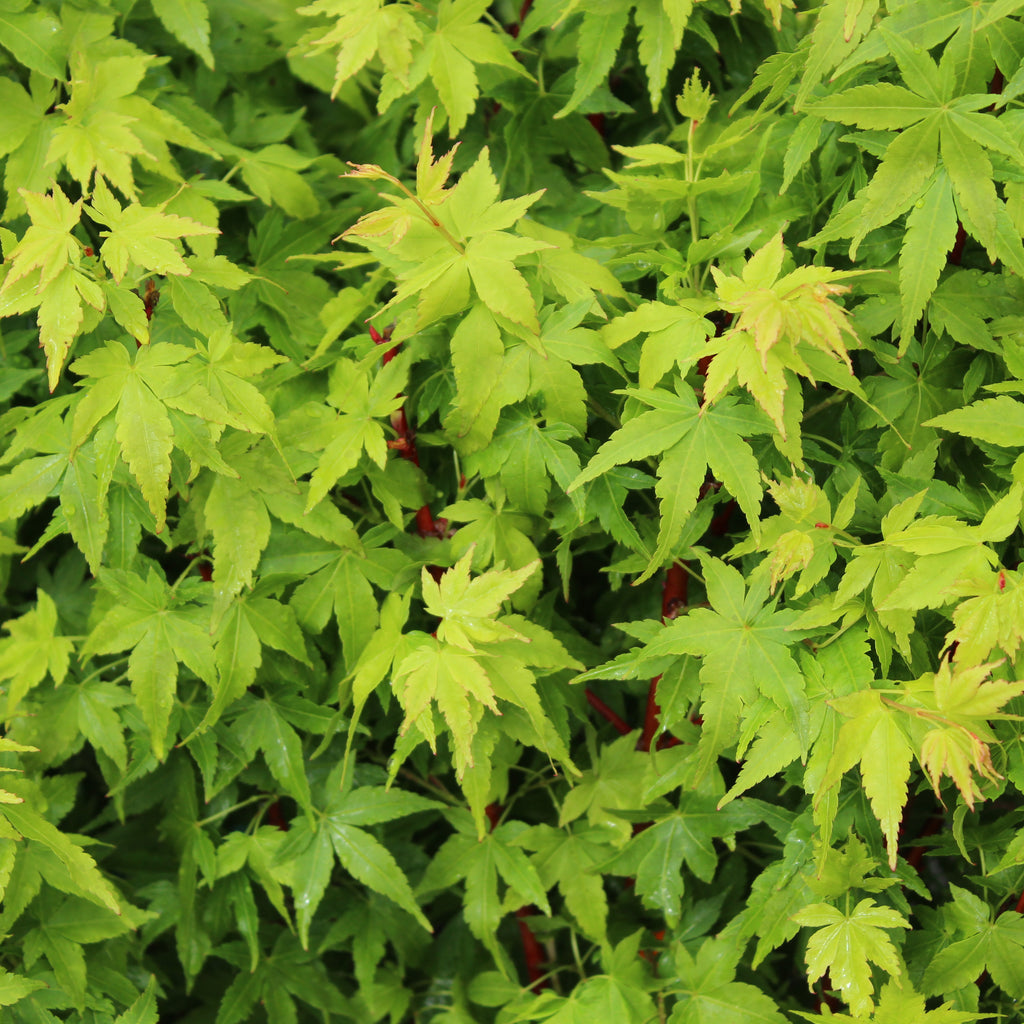 Acer palmatum Fjellheim Image
