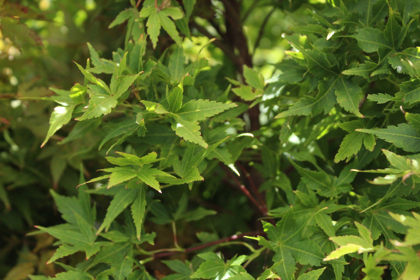 Acer palmatum Fjellheim 2