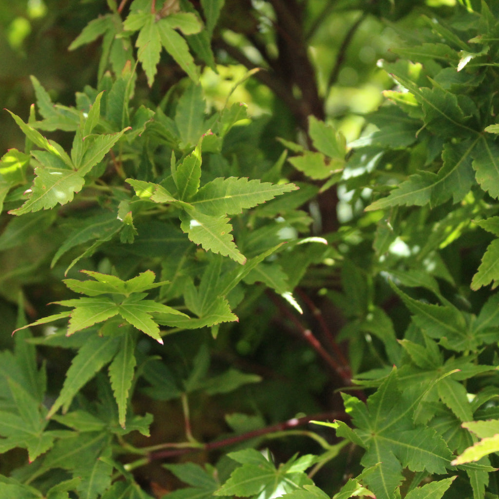 Acer palmatum Fjellheim Image