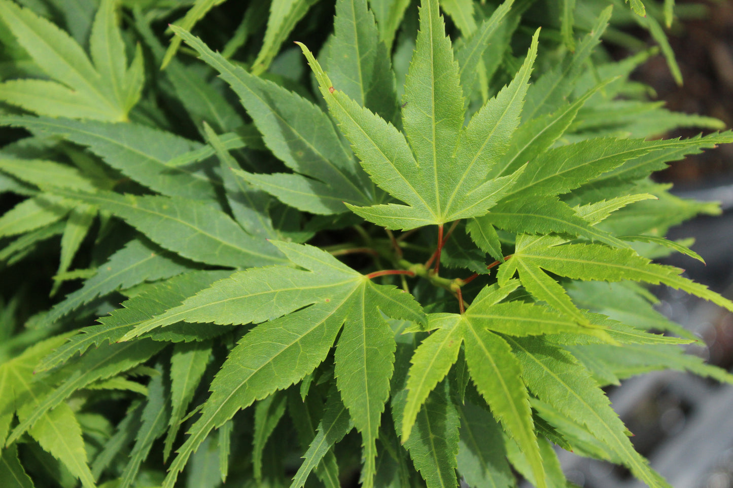 Acer palmatum Mikawa Yatsubusa