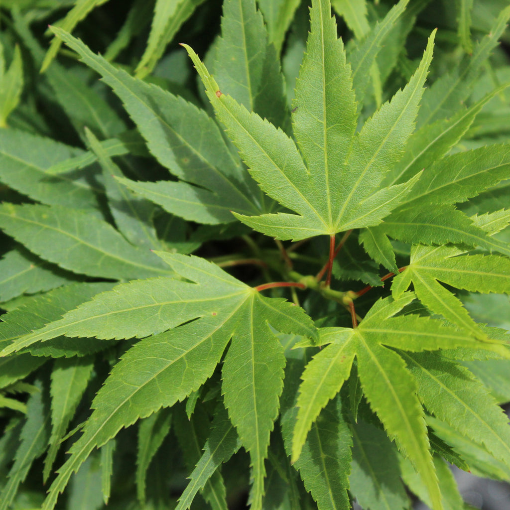 Acer palmatum Mikawa Yatsubusa Image