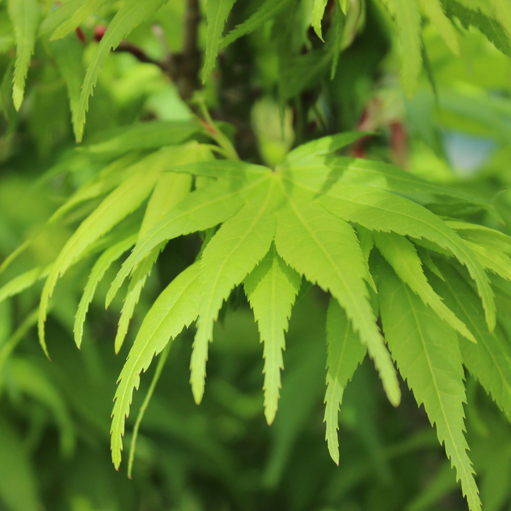 Acer palmatum Mikawa Yatsubusa Image