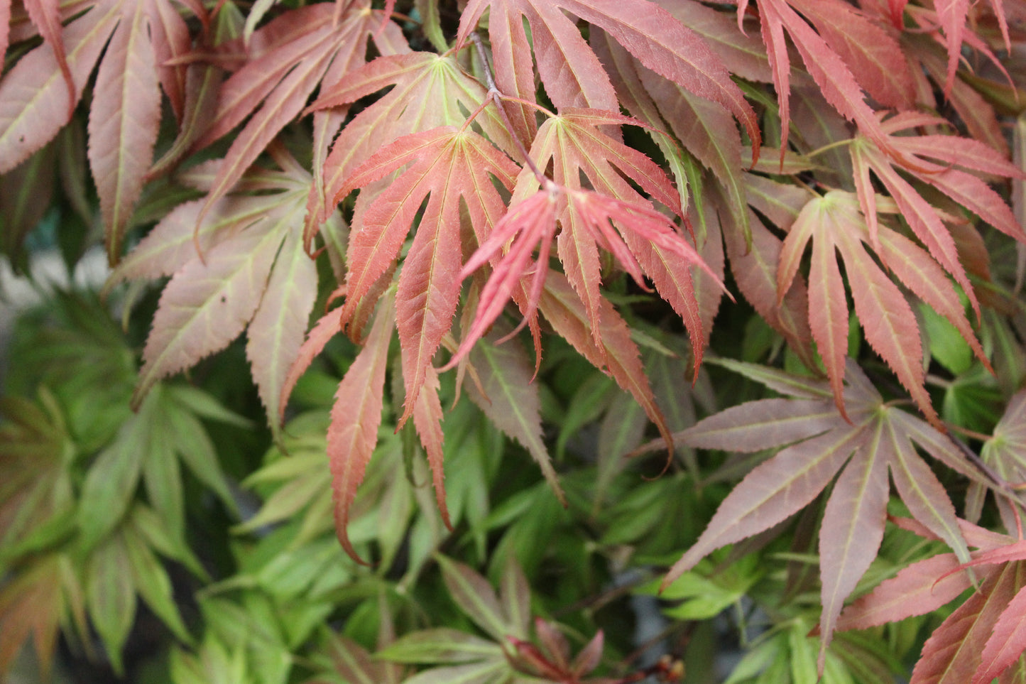 Acer palmatum Oregon Sunset 2