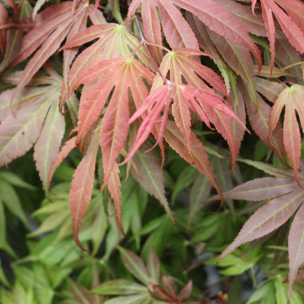 Acer palmatum Oregon Sunset Image