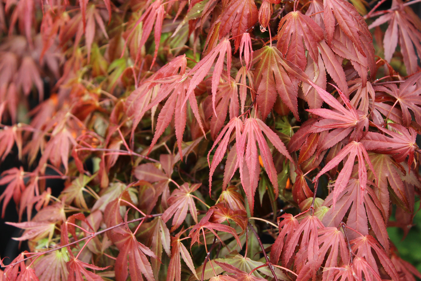 Acer palmatum Oregon Sunset 3