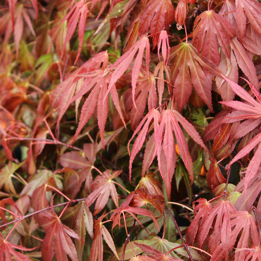 Acer palmatum Oregon Sunset Image