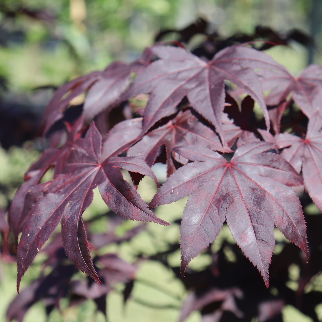 Acer palmatum Red Emperor Image