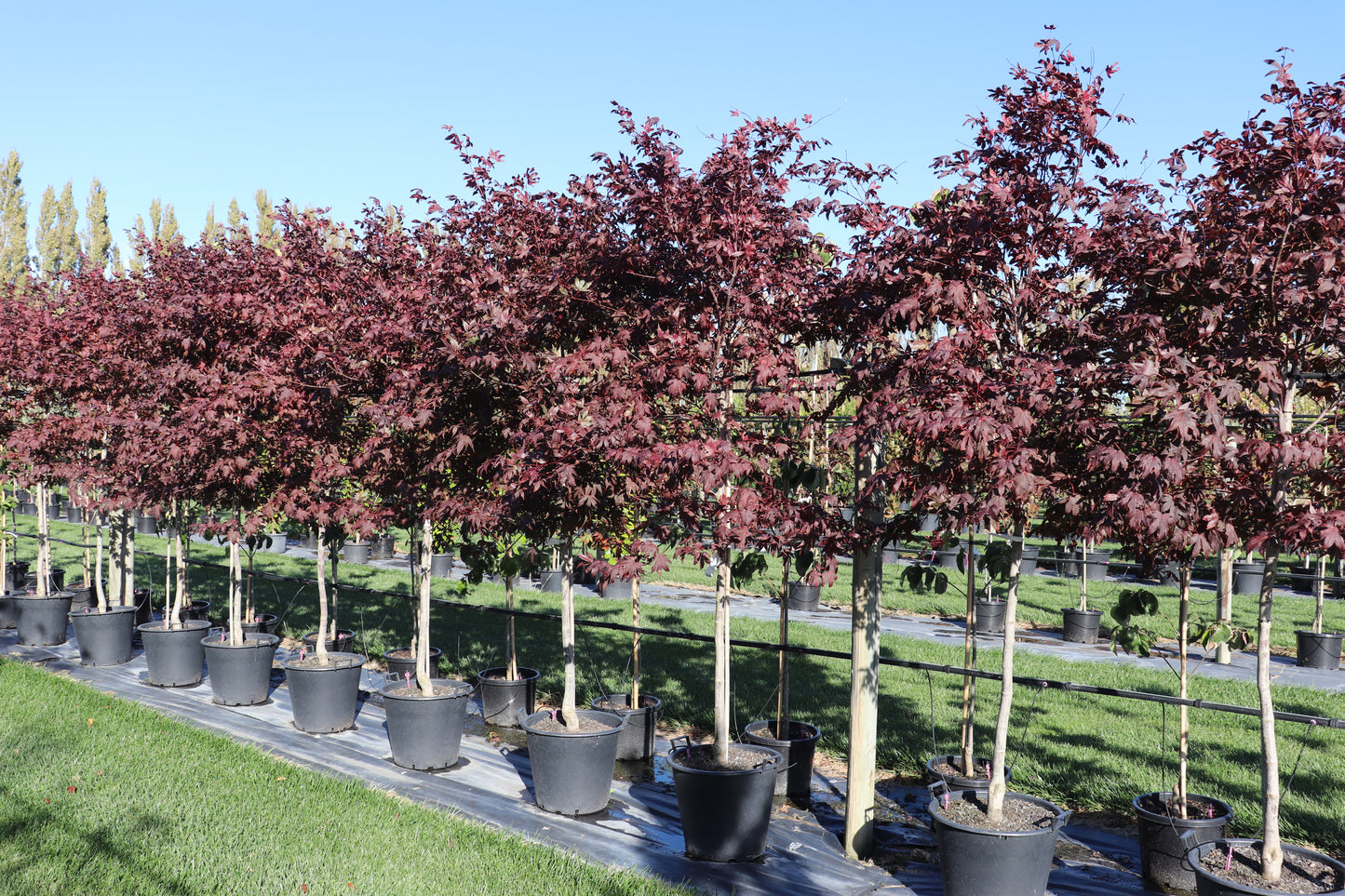Acer palmatum Red Emperor row