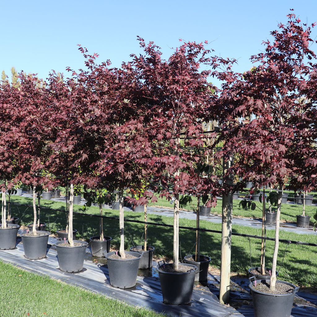 Acer palmatum Red Emperor Image