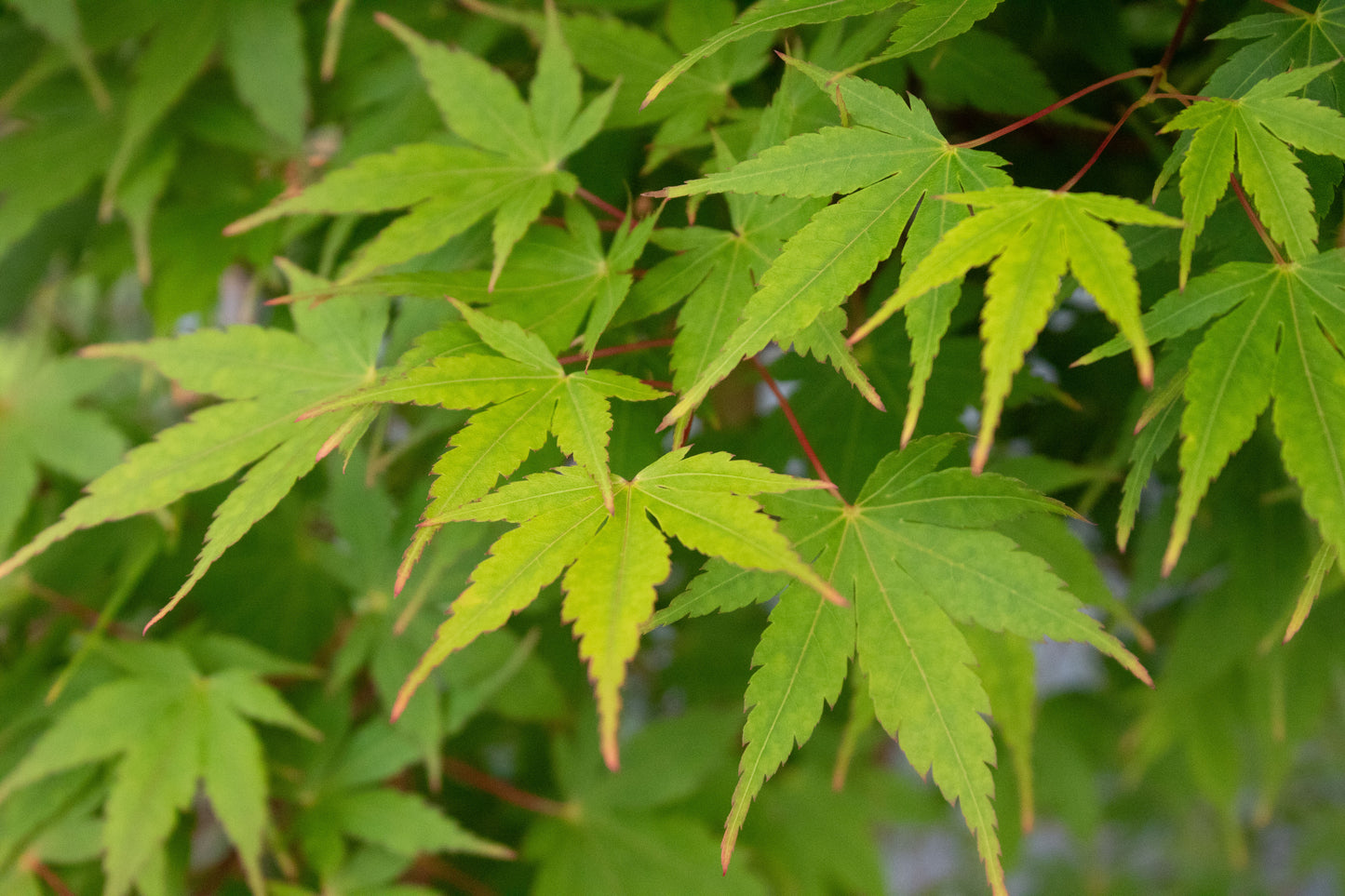 Acer palmatum Senkaki