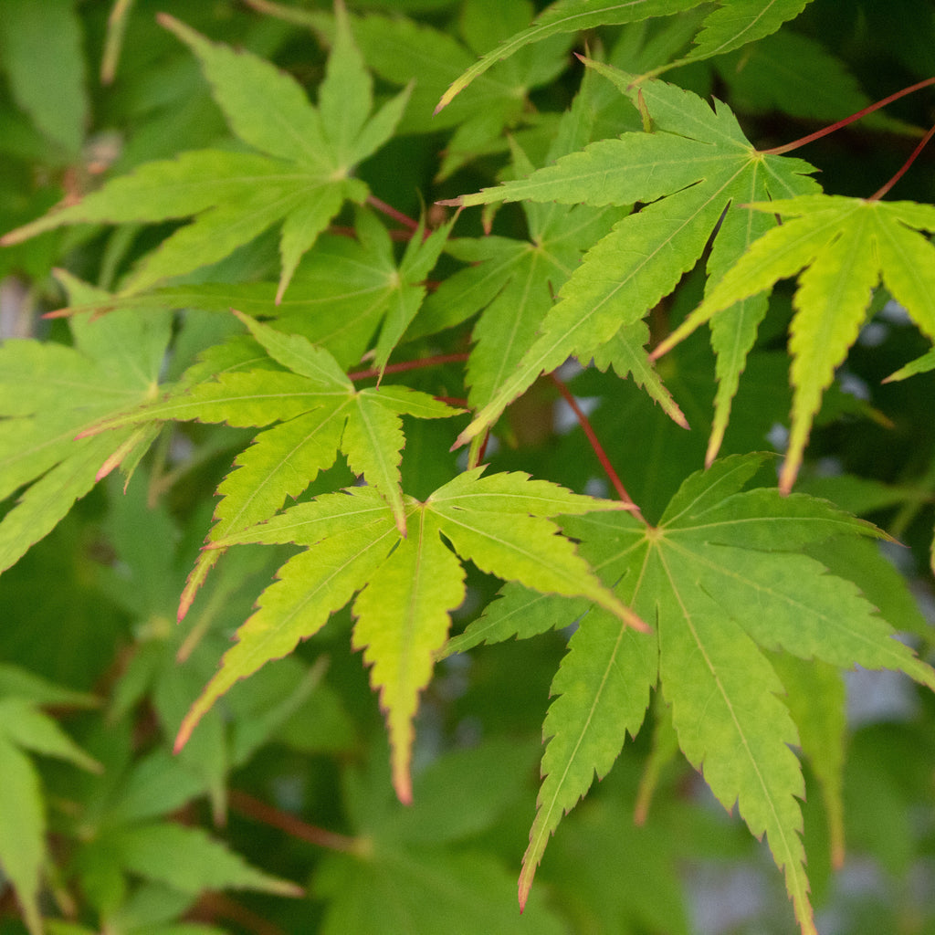 Acer palmatum Senkaki Image