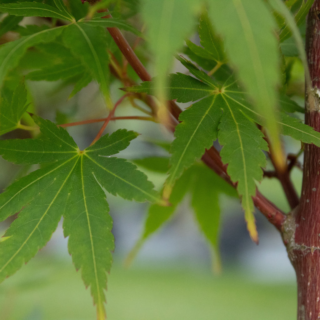 Acer palmatum Senkaki Image