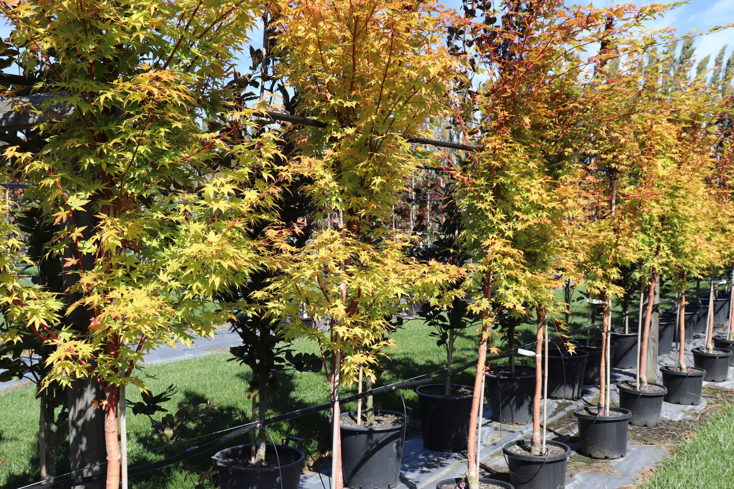 Acer palmatum Senkaki 3