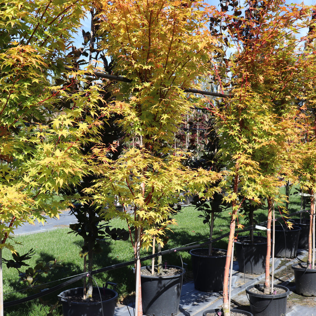 Acer palmatum Senkaki Image