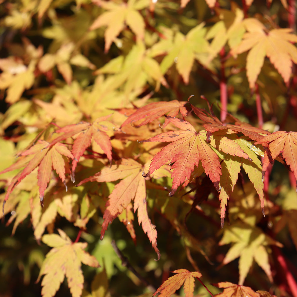 Acer palmatum Senkaki Image