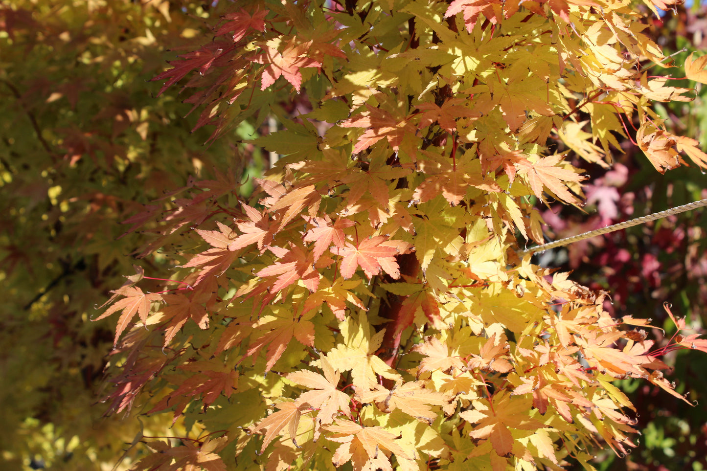 Acer palmatum Senkaki Autumn