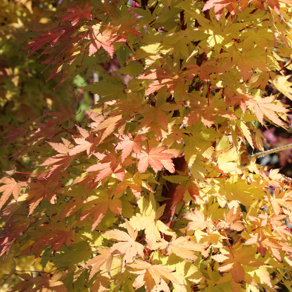 Acer palmatum Senkaki Image