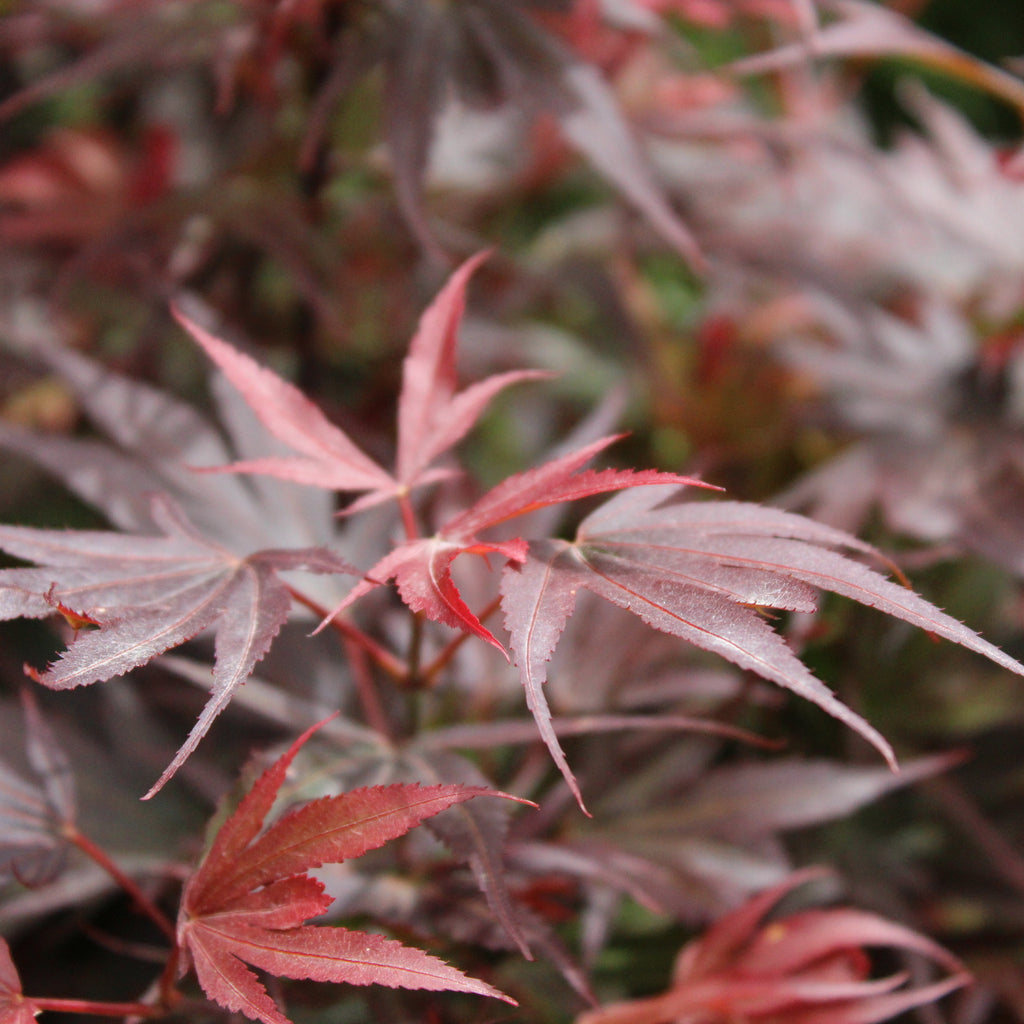 Acer palmatum Shaina Image