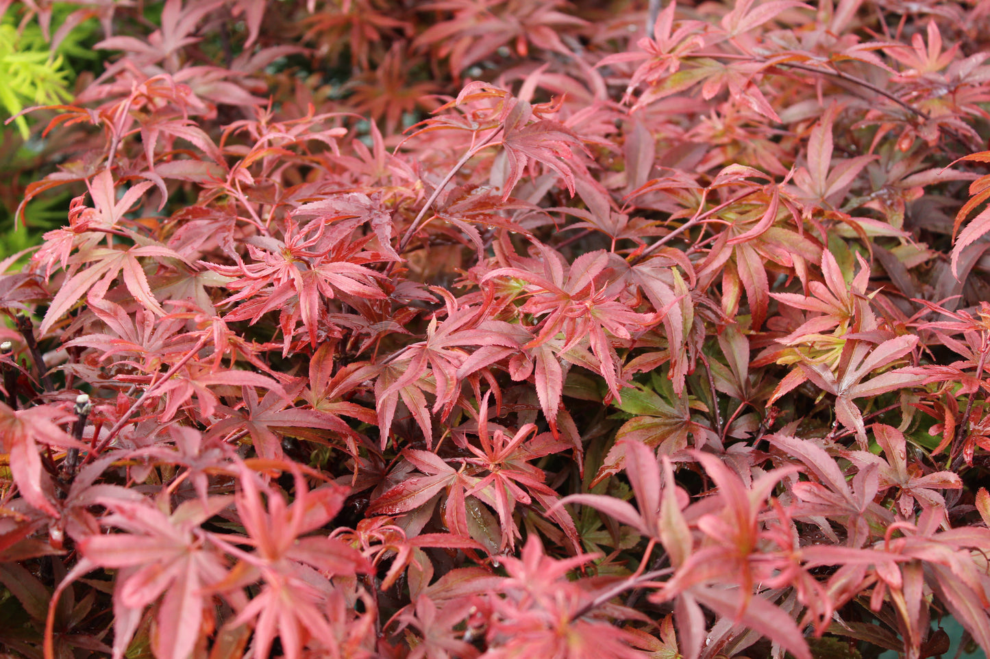 Acer palmatum Shaina 2