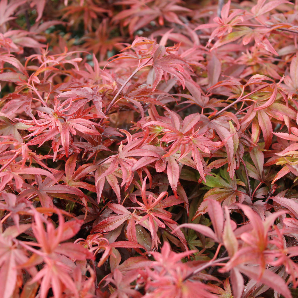 Acer palmatum Shaina Image