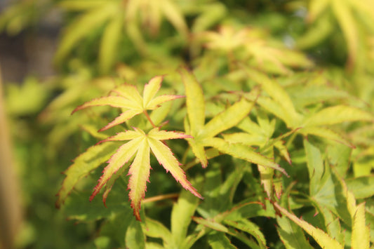Acer palmatum Sharpes Pygmy